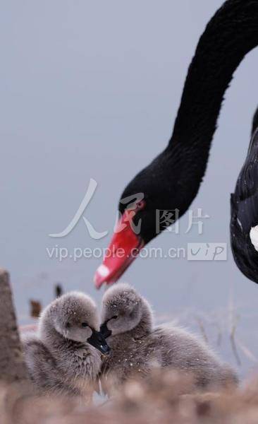 山东滕州:黑天鹅夫妇喜添“新丁”